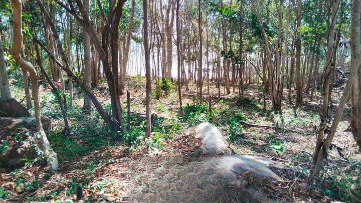 North-East Coast | 1,150 m² Oceanfront, Hard Title