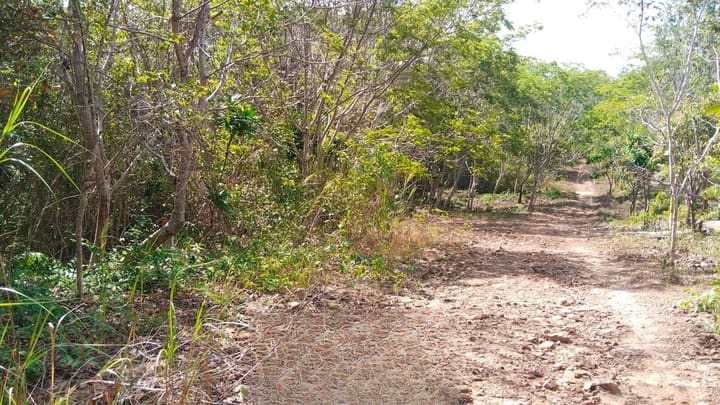 North-East Coast | 1,150 m² Oceanfront, Hard Title