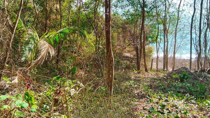 North-East Coast | 1,150 m² Oceanfront, Hard Title