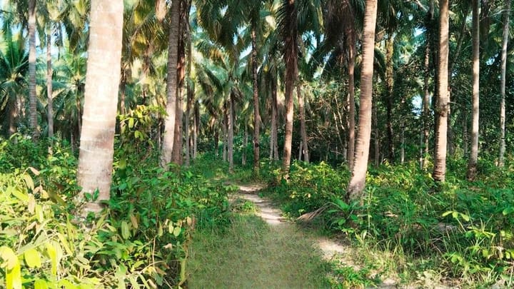 Lonely Beach | 8,000 m² Coconut Grove, Hard Title