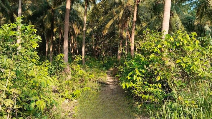 Lonely Beach | 8,000 m² Coconut Grove, Hard Title