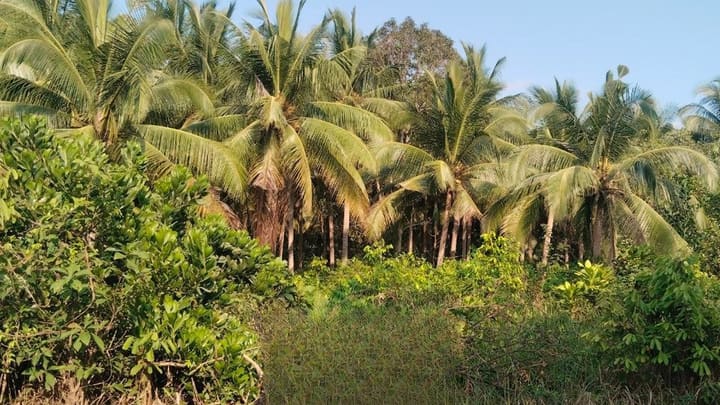 Lonely Beach | 8,000 m² Coconut Grove, Hard Title