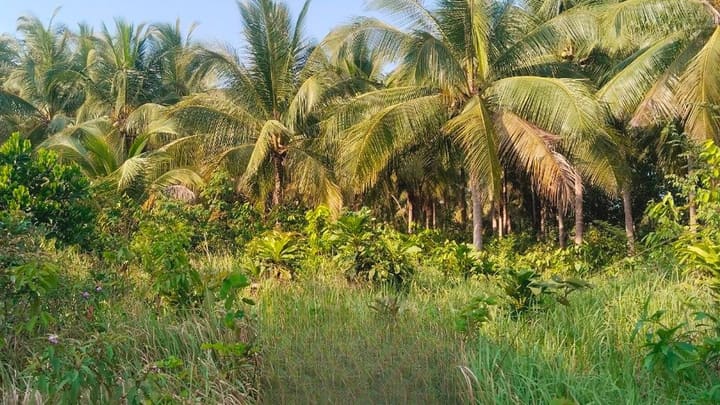 Lonely Beach | 8,000 m² Coconut Grove, Hard Title