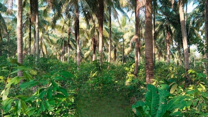 Lonely Beach | 8,000 m² Coconut Grove, Hard Title
