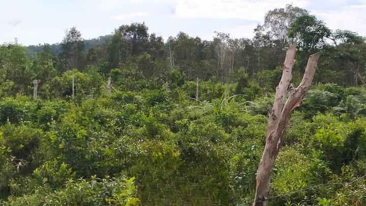 Lonely Beach | 8,000 m² Roadside Parcel, Hard Title