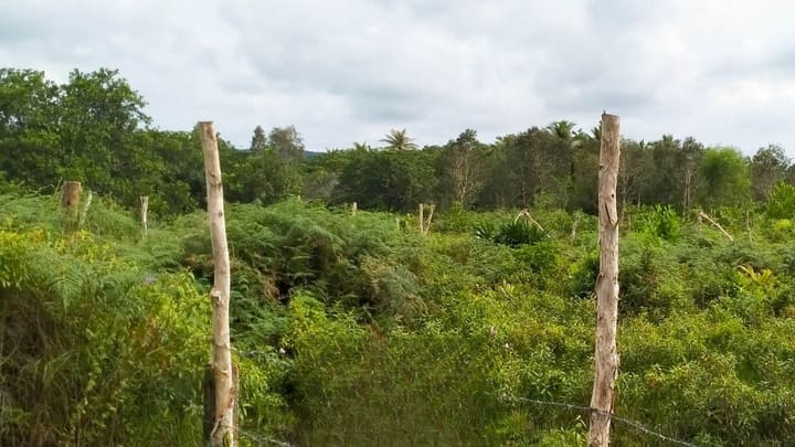 Lonely Beach | 8,000 m² Roadside Parcel, Hard Title