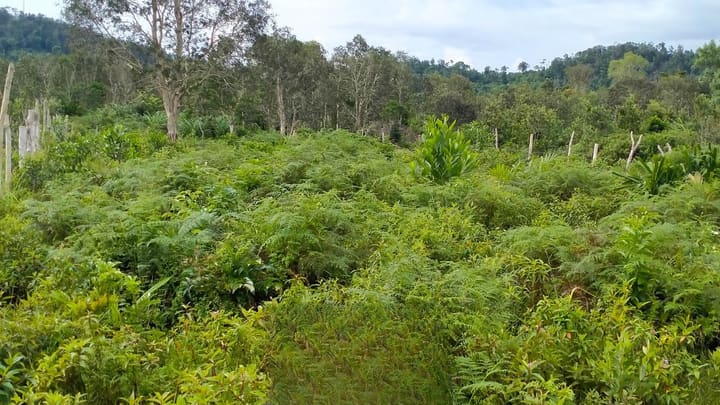 Lonely Beach | 8,000 m² Roadside Parcel, Hard Title