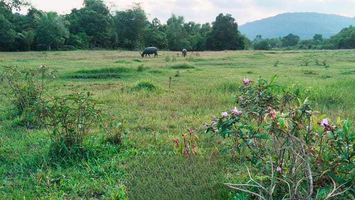 Prek Svay | 10,000 m² Riverfront Parcel, Hard Title